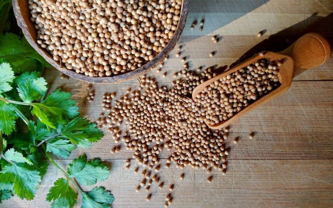 КОРІАНДР: користь і шкода, підтверджені науковими дослідженнями
